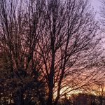 Arbres – coucher de soleil
