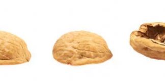 Le diamant qui sort du sommet d’une noix