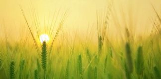 Il est venu ce temps de la récolte