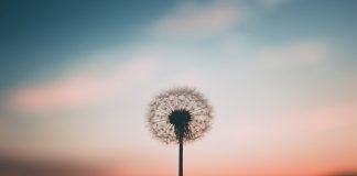 Le Créateur – La Véritable Paix