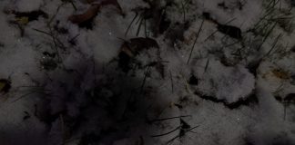 La vue de la fonction harmonique