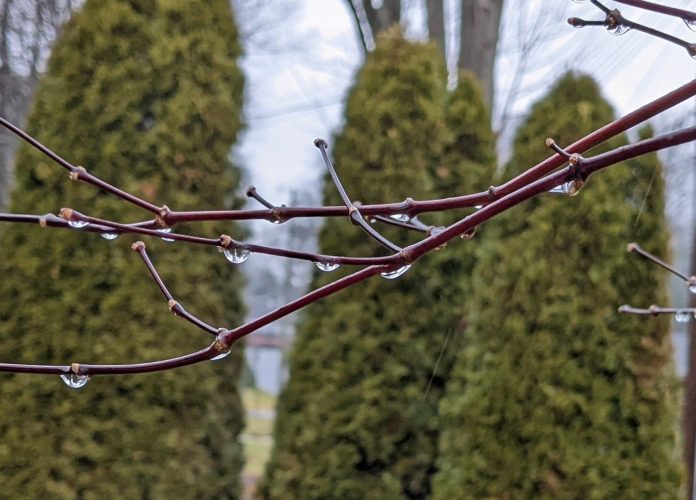 Gouttes d'eau sur une branche