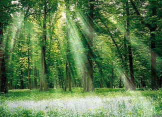 Le Créateur – Paix et Confort