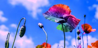 Mère Divine : Levez-vous