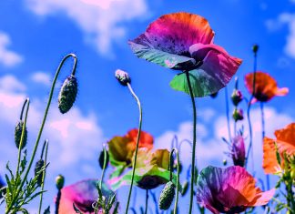 Mère Divine : Levez-vous