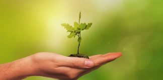 Comme un puissant chêne en devenir