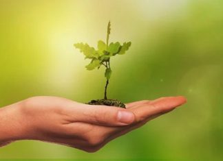 Comme un puissant chêne en devenir