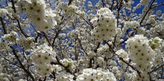 Connexion avec vos anges