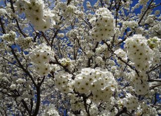 Connexion avec vos anges