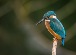 Ce qui ne peut jamais partir