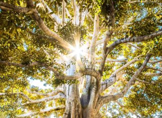 Je suis l’arbre de vie