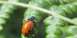 Cherchez le Bon Côté