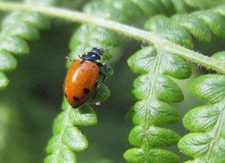 Cherchez le Bon Côté