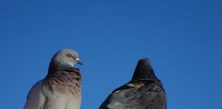 Renverser le cours des choses pour la Paix