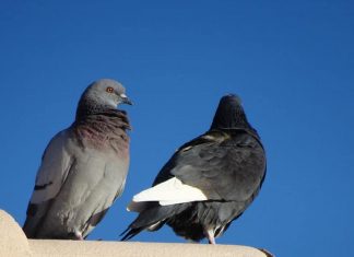 Renverser le cours des choses pour la Paix