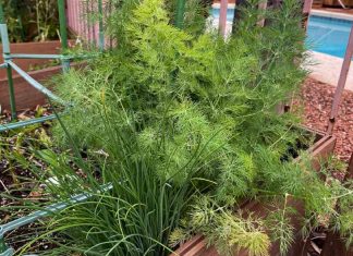 Ajouter un peu plus d’amour à la vie