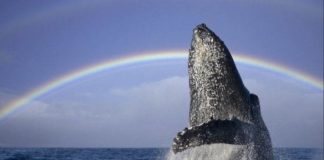 Voici une CLÉ importante pour devenir de plus en plus un Pilier de Lumière