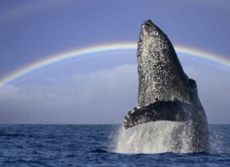 Voici une CLÉ importante pour devenir de plus en plus un Pilier de Lumière