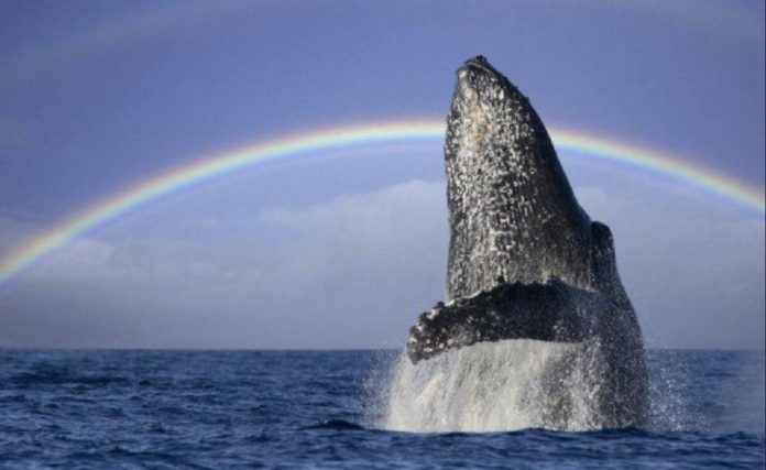 Baleine - Arc-en-ciel