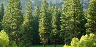 Les Arbres de la Nouvelle Gaïa