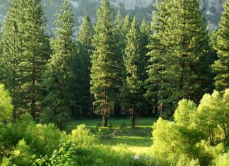 Les Arbres de la Nouvelle Gaïa