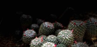 Recevez l’Amour pour le Donner