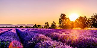 L’actuel et le vrai