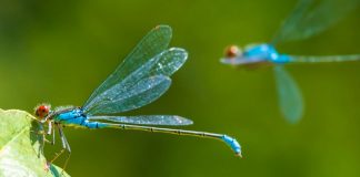Ascension de la Libellule par Maître Kuthumi
