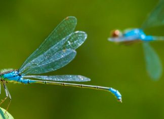 Ascension de la Libellule par Maître Kuthumi