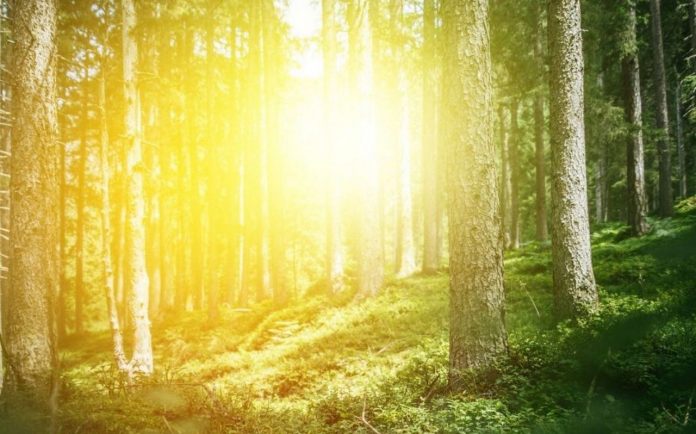 lumiere vive - foret