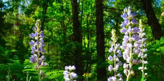 Autant de bonnes âmes…