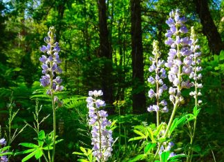 Autant de bonnes âmes…