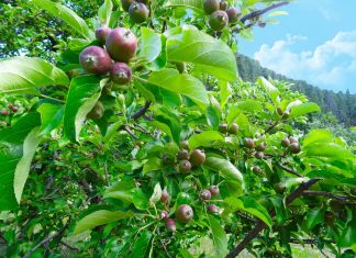 Votre éternelle expansion