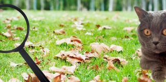 Quelles sont les prochaines étapes de votre expansion ?