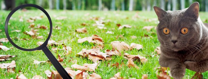 Chat - Loupe - Vision