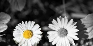 Couleur ou noir et blanc ?