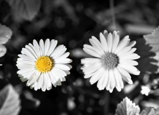 Couleur ou noir et blanc ?