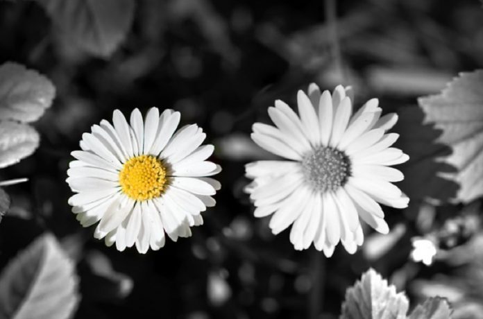 Fleur - Couleur ou noir et blanc