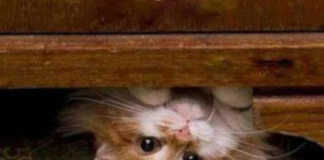 Le Créateur – Regardez