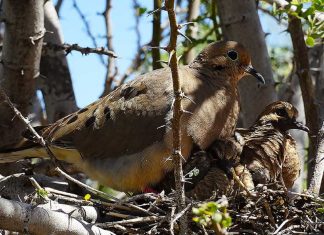 Se Reconnecter à l’Enfant Divin