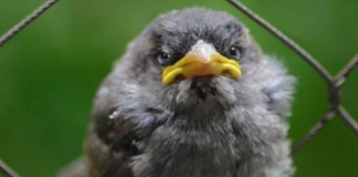 Le Créateur – Plumes hérissées ?