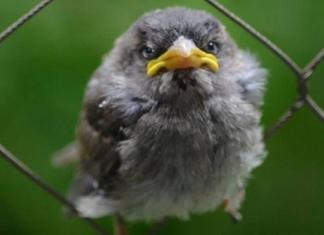 Le Créateur – Plumes hérissées ?