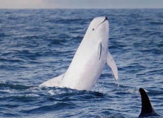 Dernier message du Grand Dauphin Blanc