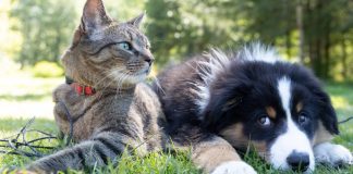 Comment aider les animaux de compagnie à traverser les nouvelles fréquences ?