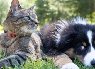 Comment aider les animaux de compagnie à traverser les nouvelles fréquences ?