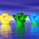 lotus eau couleurs chakras