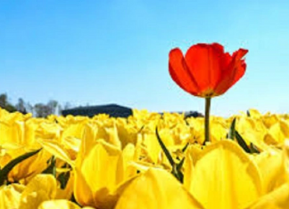 Le Créateur – Qui Vous Êtes Vraiment